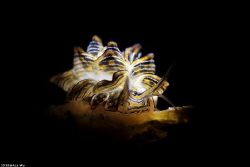 Butterfly
Location : Romblon Philippines
Canon 5dsr
Ca... by Yung Sen Wu 